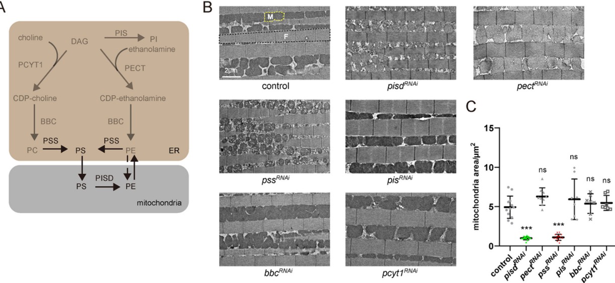 20241226-Plos Biology-王涛-图1. A，内质网和线粒体中常见磷脂合成代谢通路；B，C，敲低不同磷脂代谢酶对线粒体和果蝇运动能力的影响.png