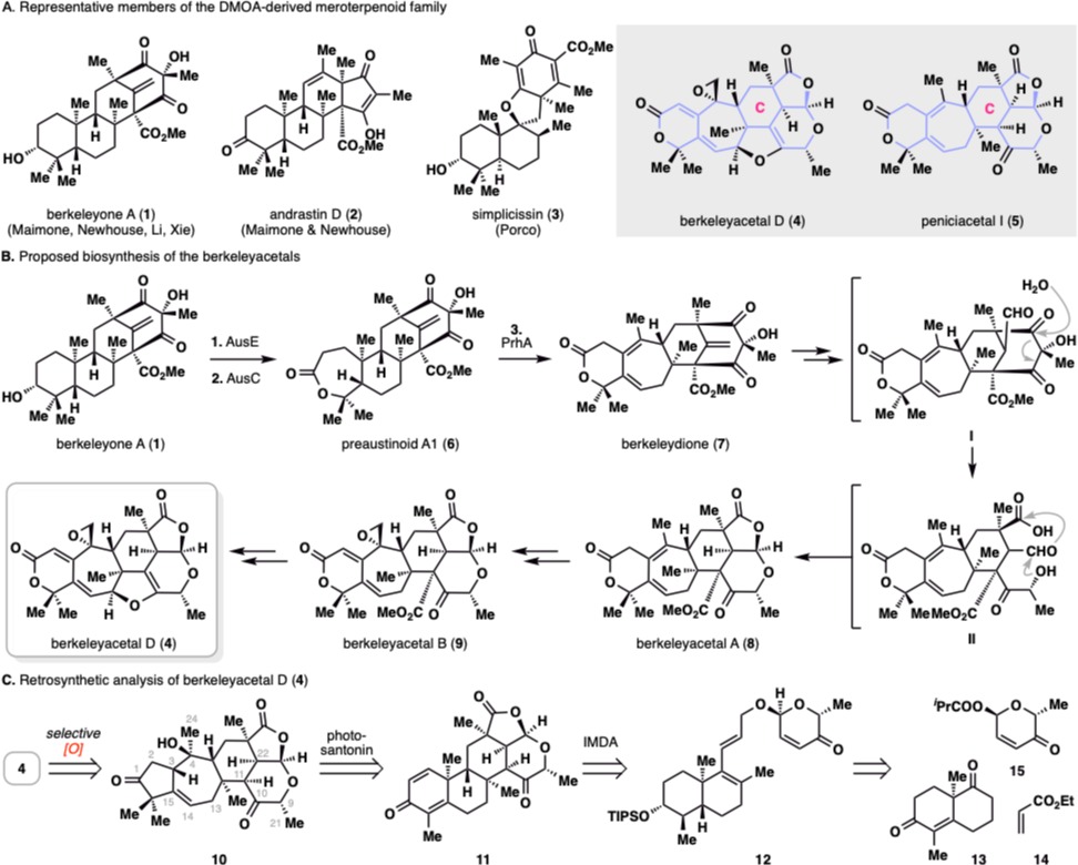 20250211-JACS-李超-图1此前合成的代表性DMOA杂萜和berkeleyacetal D和peniciacetal I的分子结构，berkeleyacetal D的生源合成及逆合成分析.png