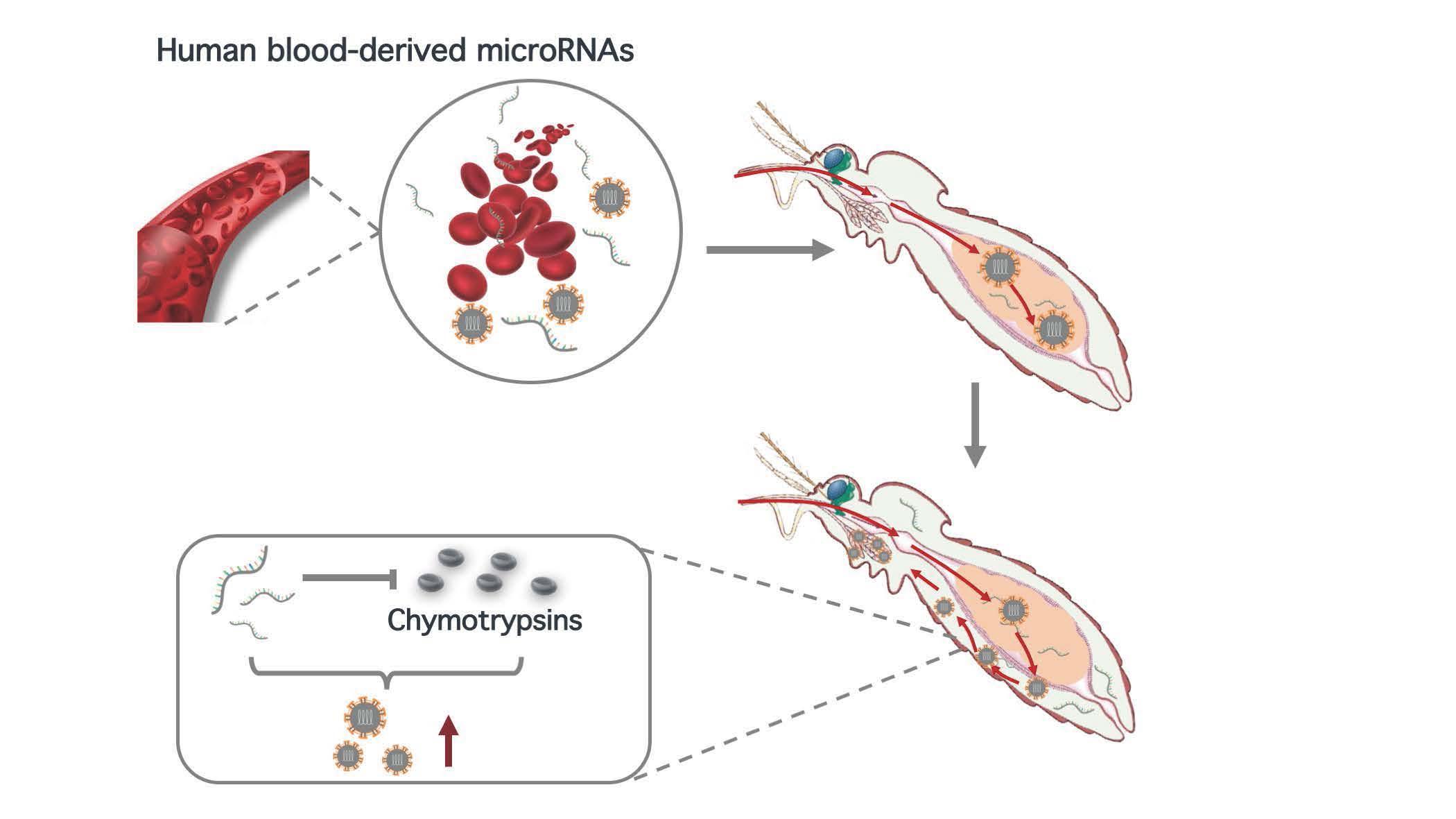 2021-12-14-科研成果-0033990威尼斯医学院程功实验室-Cell Reports.jpg