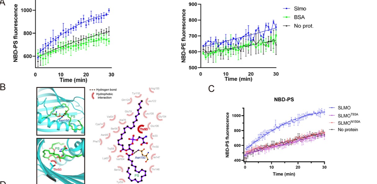 20241226-Plos Biology-王涛-图3. SLMO缺失可以抑制线粒体与内质网之间PSPE的交换SLMO具有体外转运PS的能力，T93和N150是结合PS的关键微位点.png
